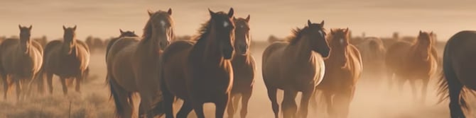 WildHorses